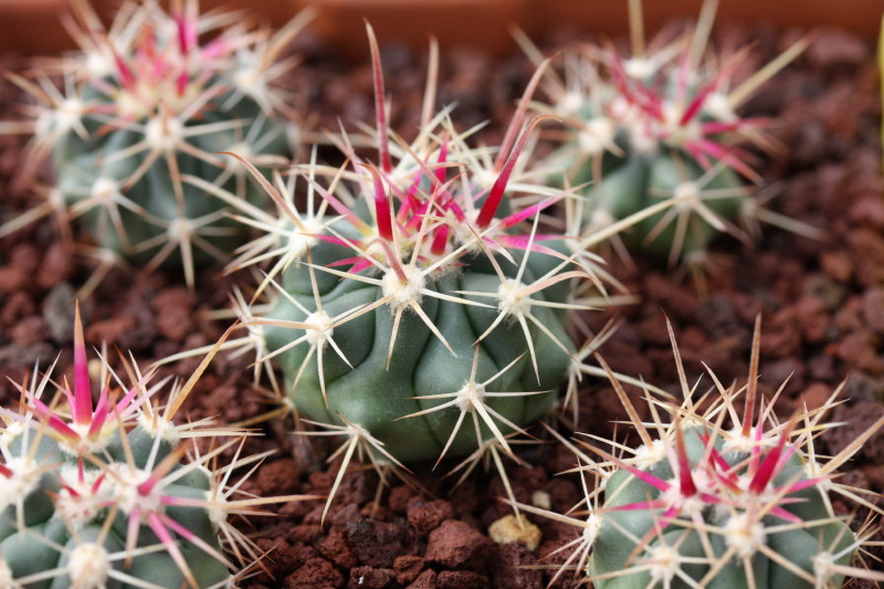 Ferocactus wislizeni ssp. tiburonensis 