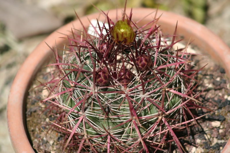 Ferocactus viridescens v. orcuttii 