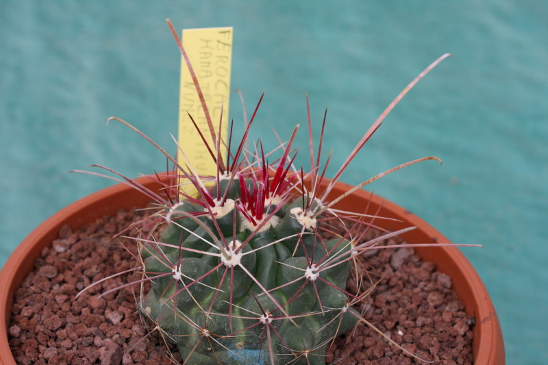 Ferocactus hamatacanthus 