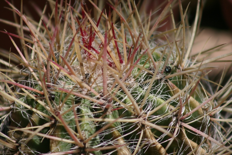 Ferocactus piliferus 