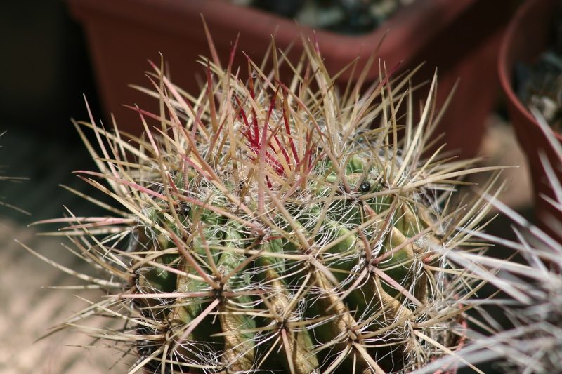 ferocactus piliferus
