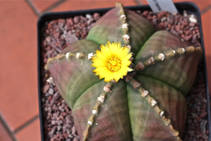 Astrophytum myriostigma v. nudum 