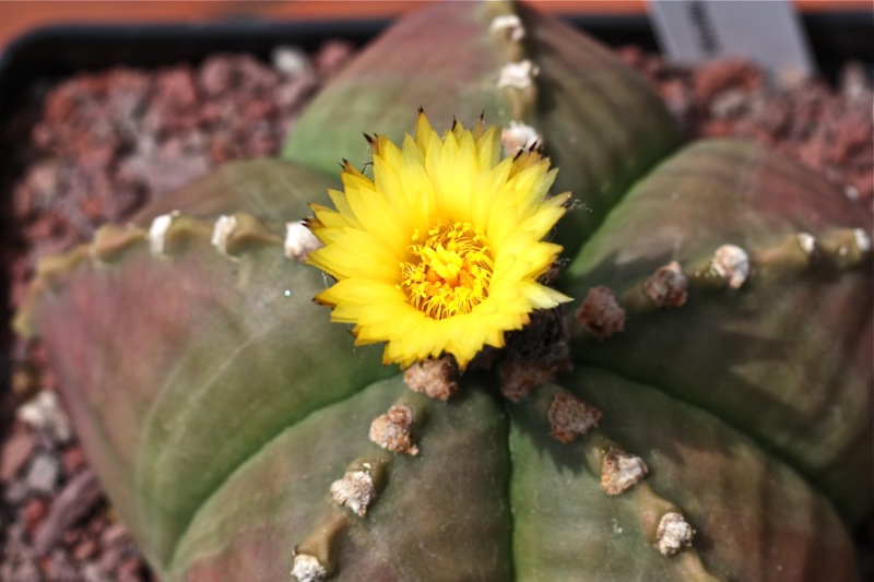 Astrophytum myriostigma v. nudum 