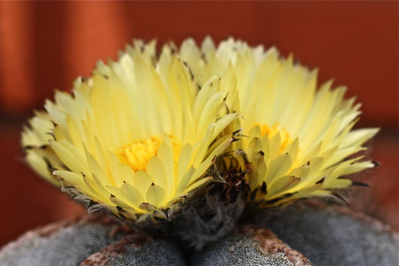 Astrophytum myriostigma 