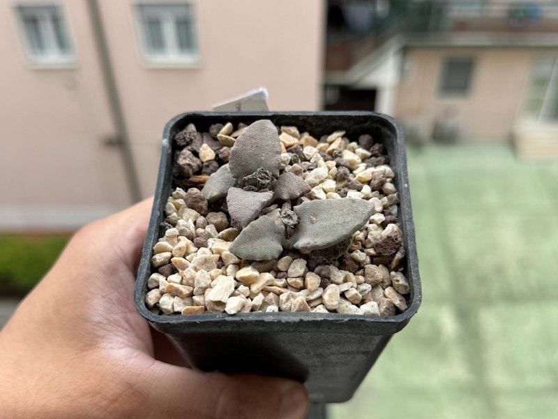 stomatium pyrodorum