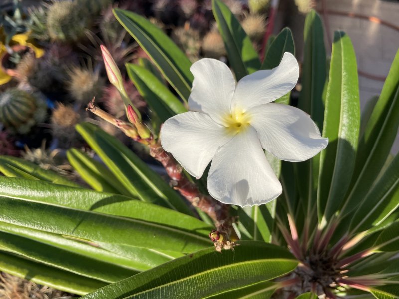 Pachypodium lamerei 