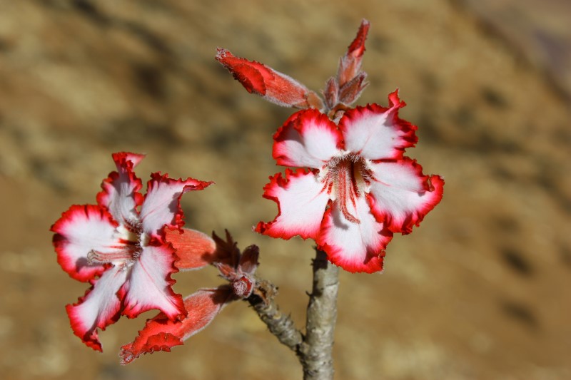 Adenium multiflorum 