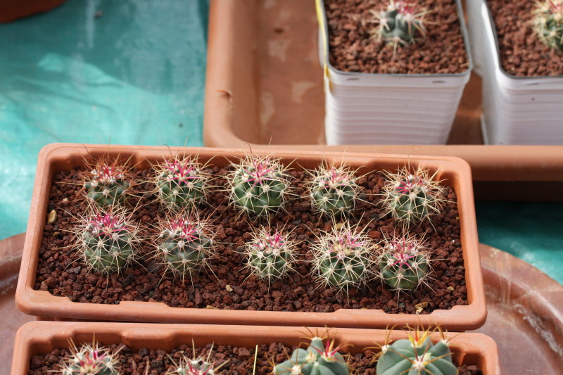 Ferocactus cylindraceus ssp. tortulispinus 