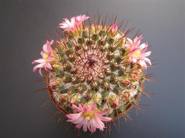 Mammillaria melanocentra ssp. rubrograndis 