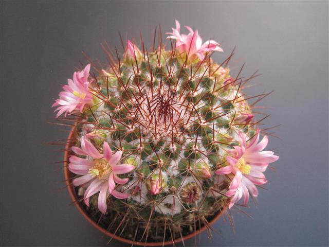 Mammillaria melanocentra ssp. rubrograndis 