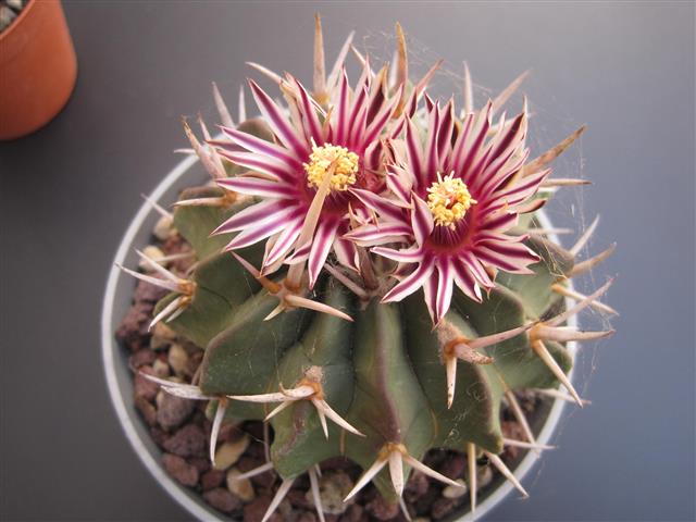 Stenocactus coptonogonus 