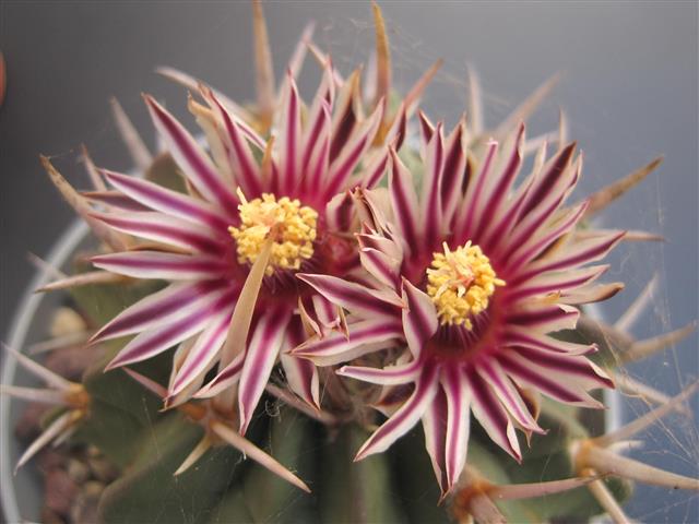 Stenocactus coptonogonus 