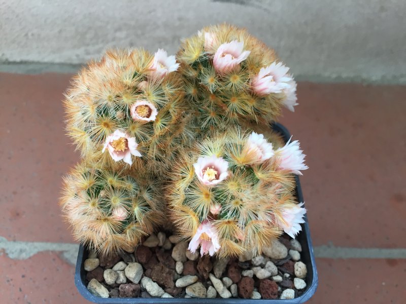 Mammillaria carmenae 