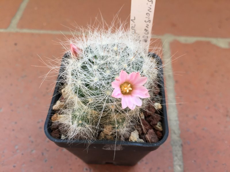 Mammillaria glassii ssp. ascensionis 