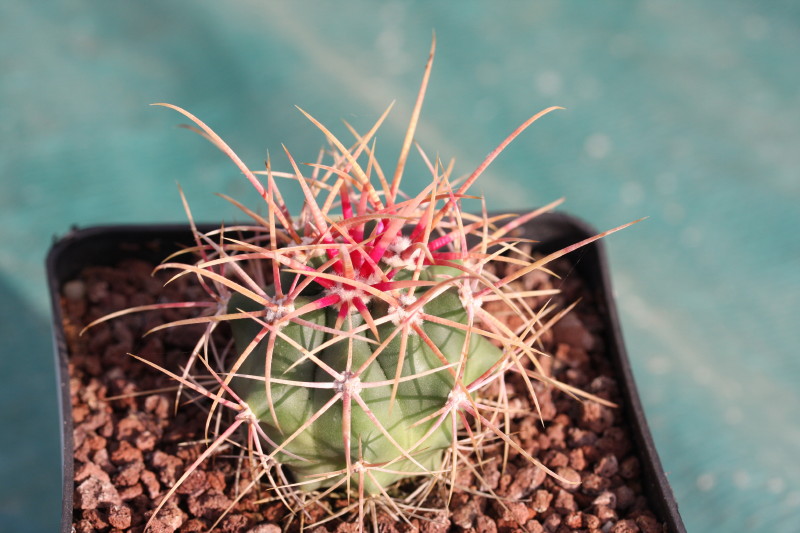 Ferocactus cylindraceus ssp. eastwoodiae 