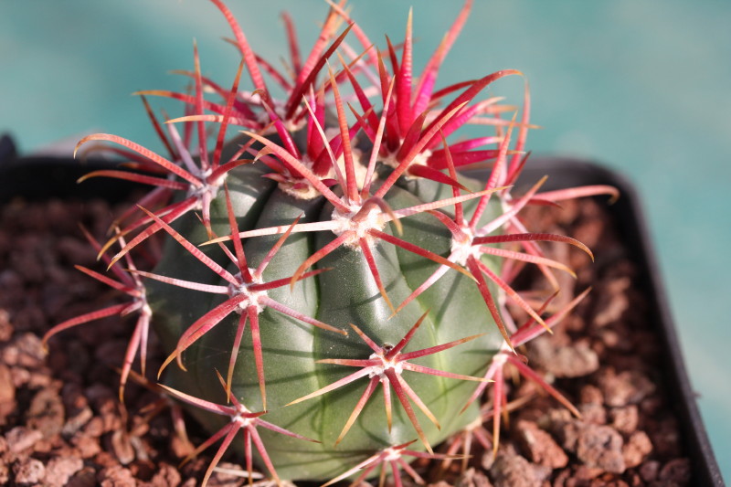 Ferocactus gracilis 