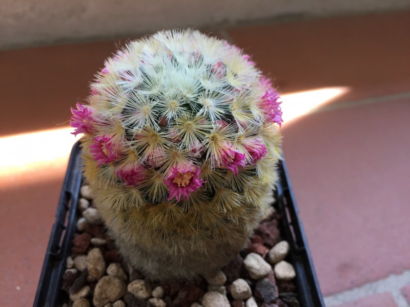 Mammillaria carmenae 