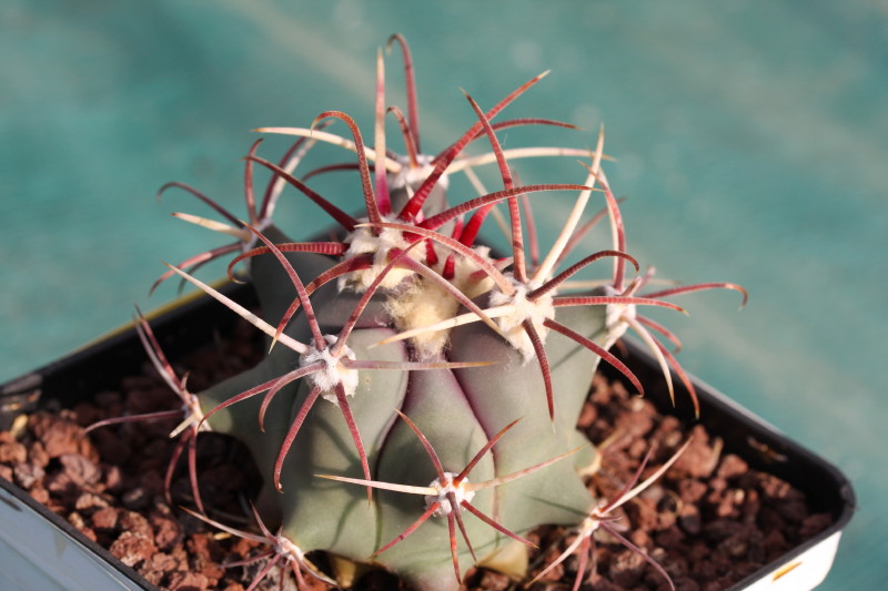 Ferocactus emoryi 