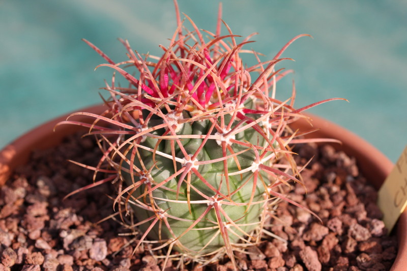 Ferocactus chrysacanthus 