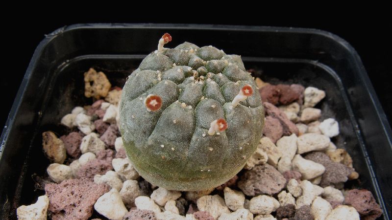 Euphorbia gymnocalycioides 