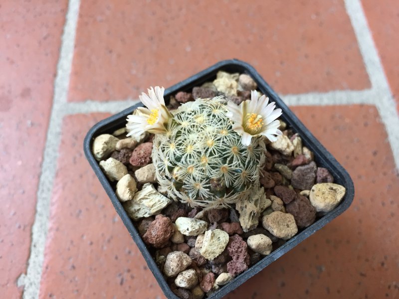 Mammillaria roemeri 