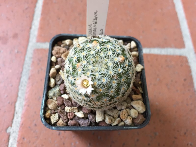 Mammillaria neobertrandiana 