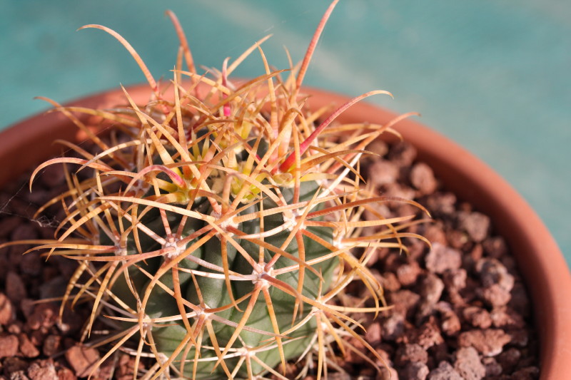 Ferocactus chrysacanthus 