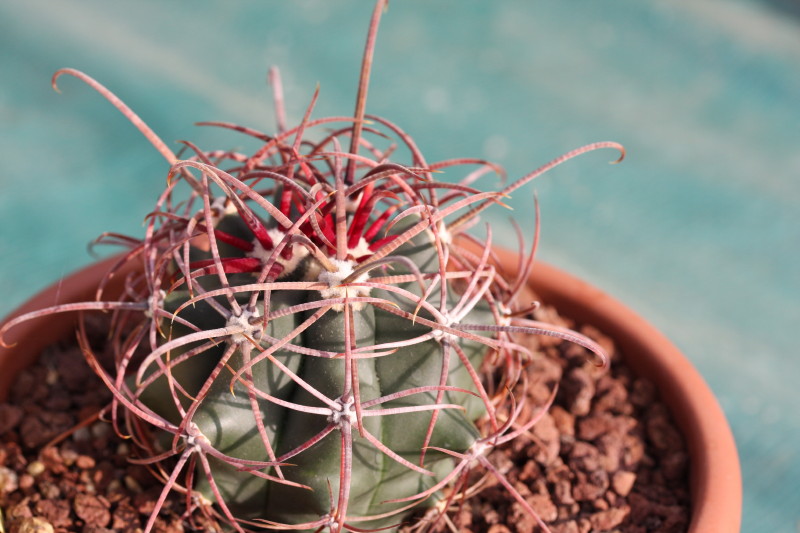 Ferocactus cylindraceus 