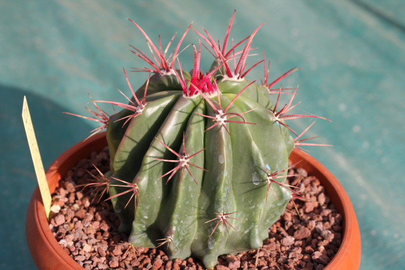 Ferocactus pilosus 