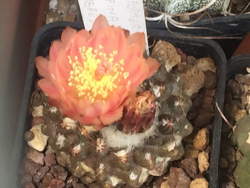 neoporteria napina f. glabrescens