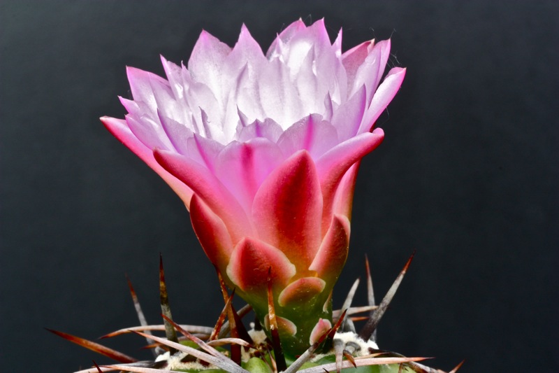 Gymnocalycium achirasense v. chacrasense 