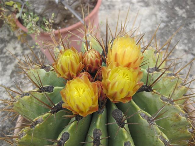 Ferocactus echidne 