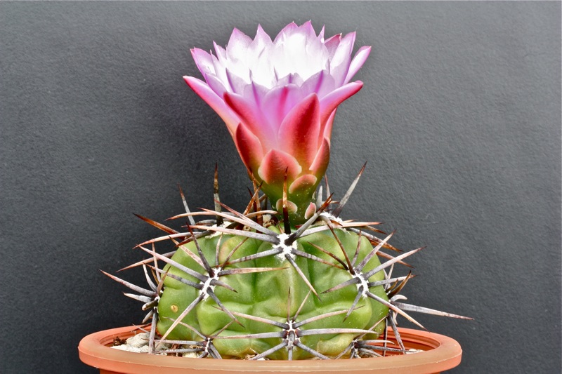 Gymnocalycium achirasense v. chacrasense 