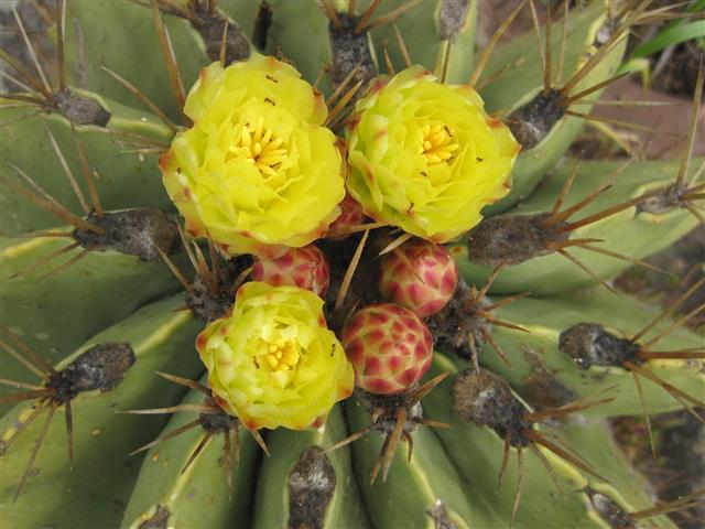 Ferocactus echidne 