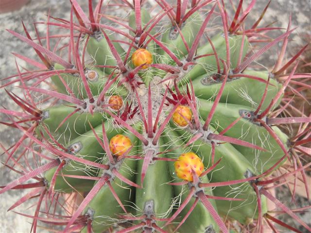 Ferocactus stainesii 