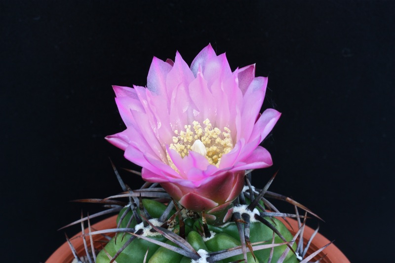 Gymnocalycium achirasense v. chacrasense 