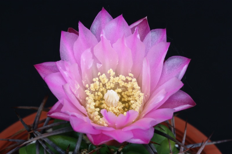 Gymnocalycium achirasense v. chacrasense 