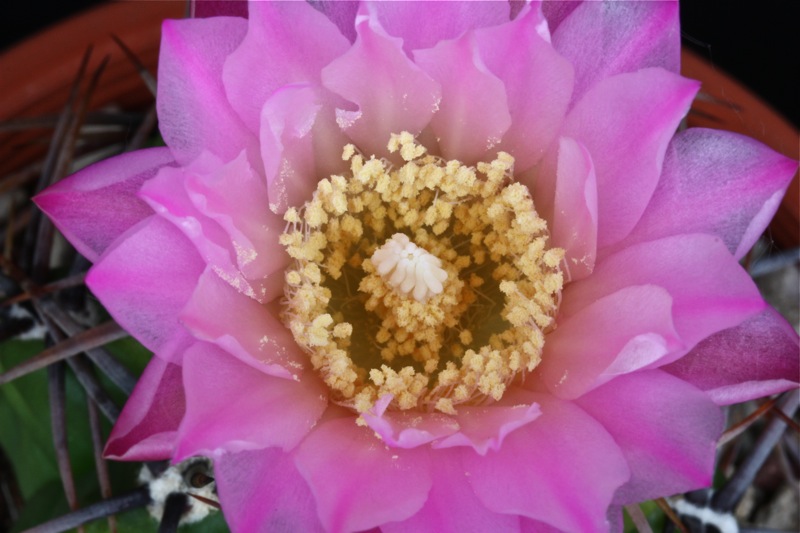 Gymnocalycium achirasense v. chacrasense 