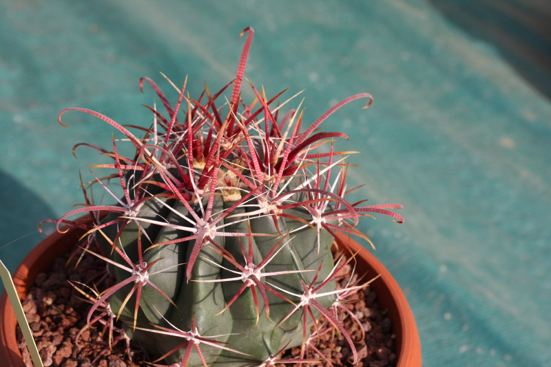 Ferocactus gracilis ssp. coloratus 