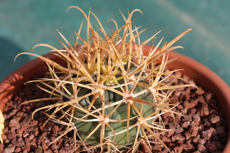 Ferocactus chrysacanthus 