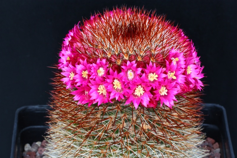 Mammillaria meyranii 