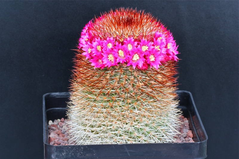 Mammillaria meyranii 