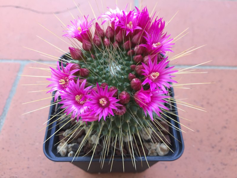 Mammillaria polythele cv. un pico 