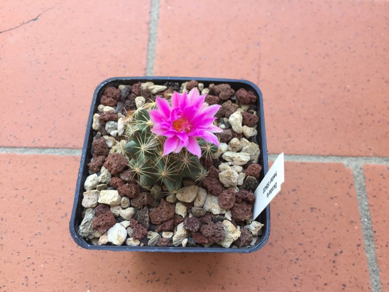 Escobaria hesteri SB430