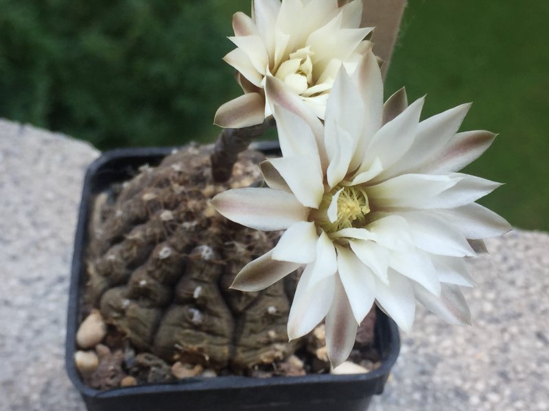 Gymnocalycium ragonesei 