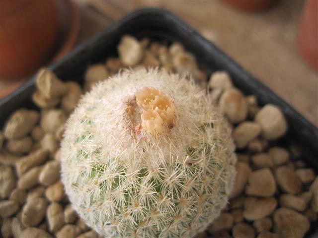 Epithelantha micromeris 