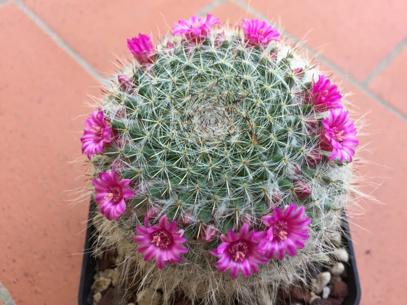 Mammillaria hahniana 