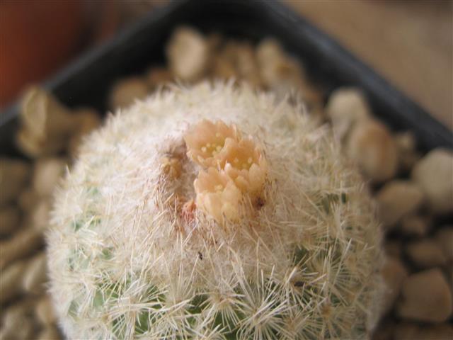 Epithelantha micromeris 