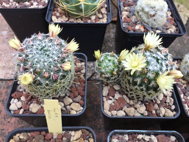 Mammillaria duwei 