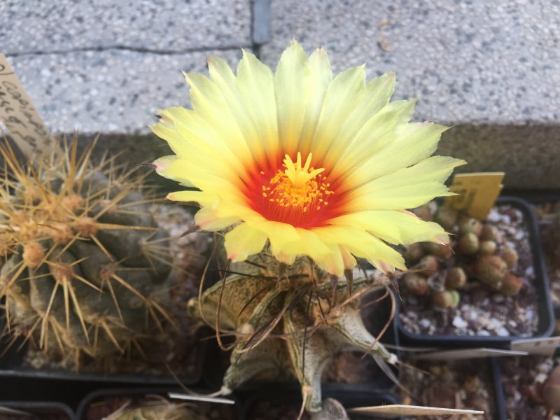 Astrophytum capricorne 